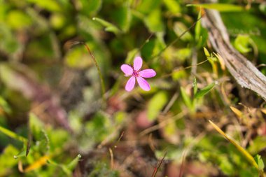 Beş mor taç yaprağı ve sarı mantarlı çiçek. Odak arkaplanı ve seçici odak ve bokeh etkisi