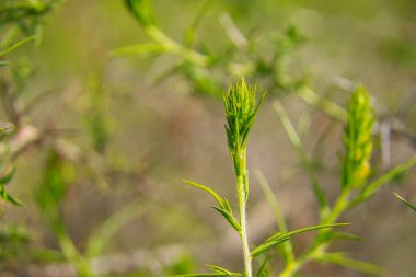 Büyüyen lavanta çiçeğinin yeşil tomurcuğu. Bilimsel adı Lavandula angustifolia. Seçici odak ve bokeh etkisi
