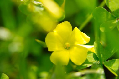 Bilimsel adı oxalis pes- caprae olan sarı çiçek. Seçici odak ve bokeh etkisi