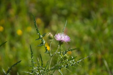Güneşli bir günde ormanda pembe çiçekli devedikeni. Arkaplan odak dışı ve bokeh etkisi