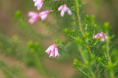 Pembe çiçekli bitki bir buket çan oluşturuyor. Odak arkaplanı ve seçici odak ve bokeh etkisi