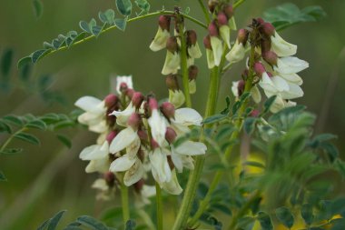 Beyaz ve kırmızı çiçekli bitki bir buket çan çiçeği oluşturur. Odak arkaplanı ve seçici odak ve bokeh etkisi