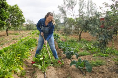 Güzel sarışın çiftçi kadın organik sebze bahçesinde taze sebze topluyor. Kot pantolon giymiş.