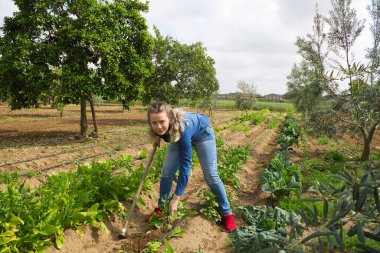 Güzel sarışın çiftçi kadın organik sebze bahçesinde taze sebze topluyor. Kot pantolon giymiş.