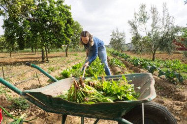 Güzel sarışın çiftçi kadın organik sebze bahçesinde taze sebze topluyor. Kot pantolon giymiş.