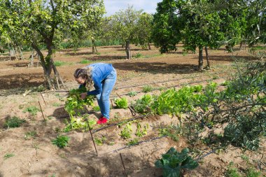 Güzel sarışın çiftçi kadın organik sebze bahçesinde taze sebze topluyor. Kot pantolon giymiş.
