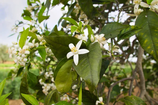 orange tree in bloom in spring. The flower of the orange tree is called orange blossom