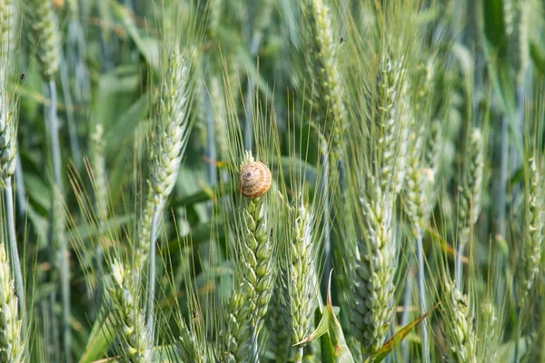 snail on an ear of wheat in a green wheat field