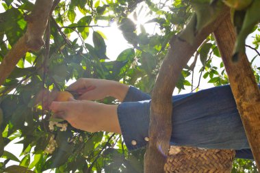 Ağaçtaki tahta merdivende portakal toplayan bir kadın. Kadın portakalları toplayabilmek için elinde bir makas tutuyor.