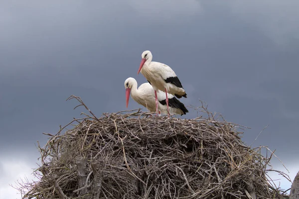 二つの白いコウノトリPerchedオン彼らの巣インキュベート彼らの卵の彼らの将来の雛 — ストック写真