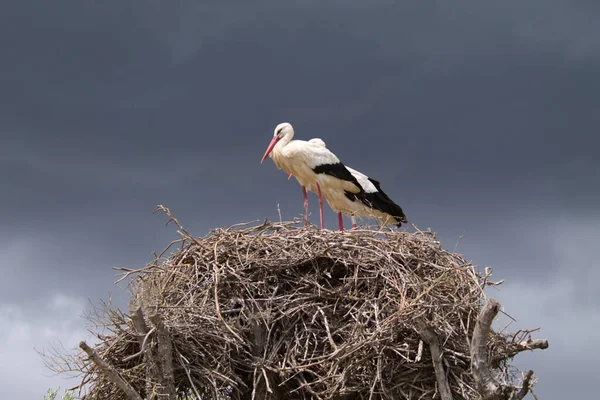 Dwa Białe Bociany Siedzą Gnieździe Inkubując Jajko Swojej Przyszłej Laski — Zdjęcie stockowe