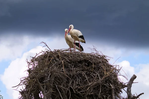 Два Белых Аиста Сидят Своем Гнезде Высиживая Яйцо Своей Будущей — стоковое фото