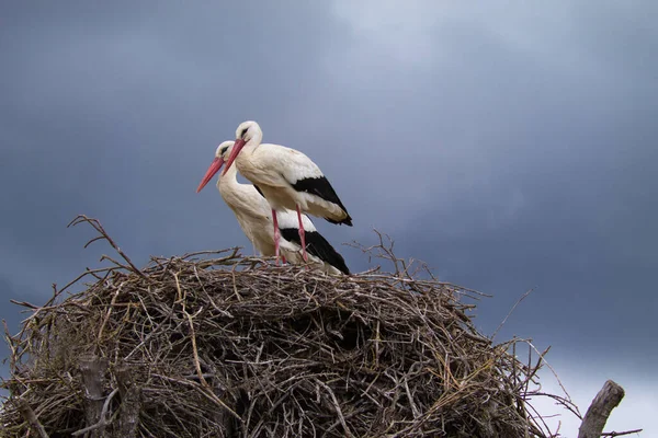 Два Белых Аиста Сидят Своем Гнезде Высиживая Яйцо Своей Будущей — стоковое фото