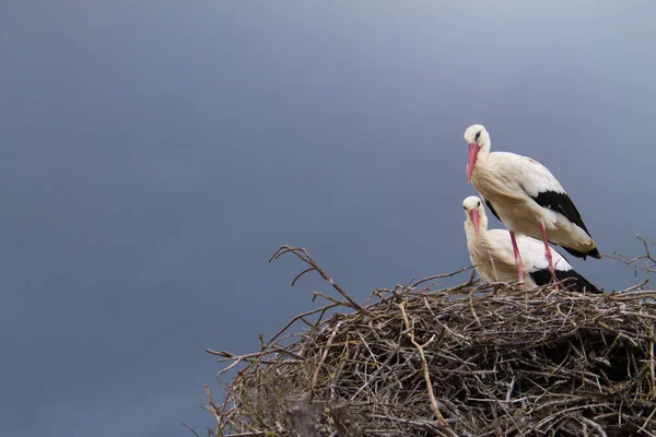 Two White Storks Perched Nest Incubating Egg Future Chick — Stock Photo, Image