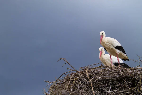 Hvide Storke Sidder Deres Rede Ruger Ægget Deres Fremtidige Kylling - Stock-foto