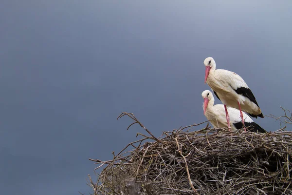 两只白鹤栖息在它们的窝上孵育着它们未来小鸡的蛋 — 图库照片