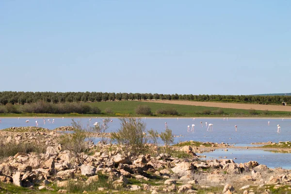 Grupa Flamingów Nazwa Naukowa Phoenicopteridae Chronionej Lagunie Hiszpanii Długiej Podróży — Zdjęcie stockowe