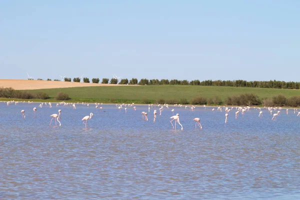 Bir Grup Flamingo Bilimsel Adı Phoenicopteridae Spanya Uzun Bir Göç — Stok fotoğraf