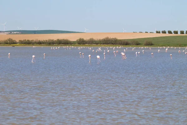 Grupa Flamingów Nazwa Naukowa Phoenicopteridae Chronionej Lagunie Hiszpanii Długiej Podróży — Zdjęcie stockowe