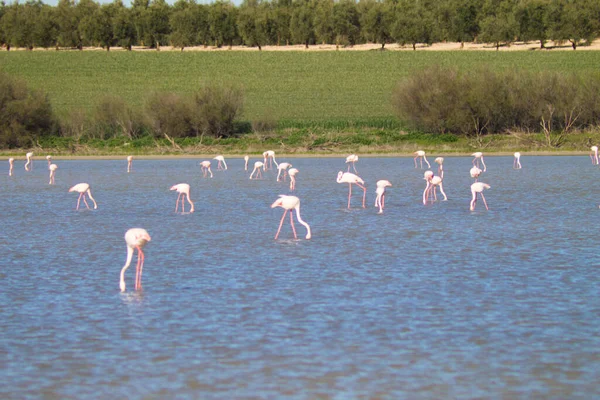 Group Flamingos Scientific Name Phoenicopteridae Protected Lagoon Spain Long Migratory — Stock Photo, Image
