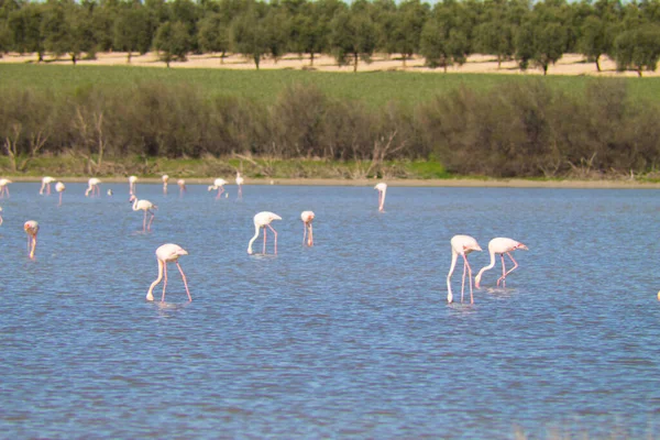 Grupa Flamingów Nazwa Naukowa Phoenicopteridae Chronionej Lagunie Hiszpanii Długiej Podróży — Zdjęcie stockowe