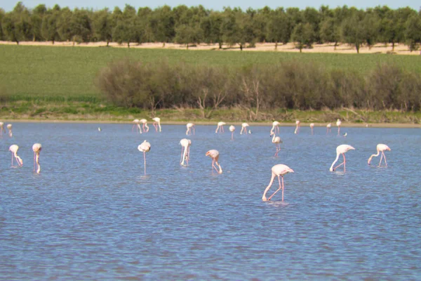 成群结队的火烈鸟 学名Phoenicopteridae 经过漫长的迁徙之后 生活在西班牙的一个受保护的泻湖中 橄榄树和风车可以在后面看到 粉红鸟 — 图库照片