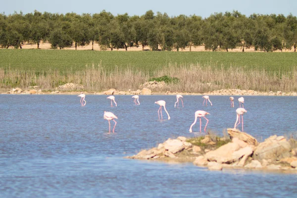 Grupa Flamingów Nazwa Naukowa Phoenicopteridae Chronionej Lagunie Hiszpanii Długiej Podróży — Zdjęcie stockowe