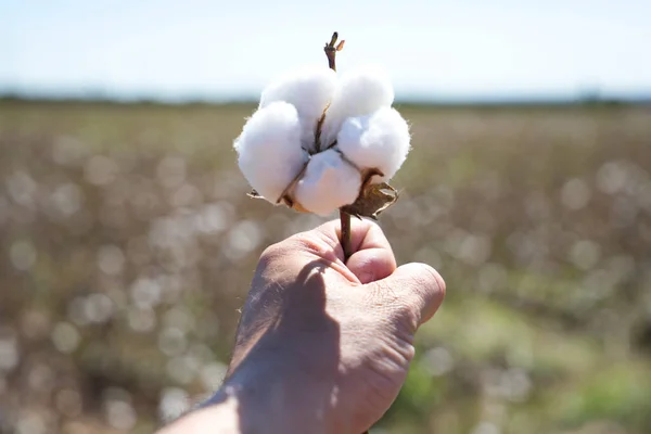 Detalhe Mão Agricultor Segurando Uma Flor Algodão Planta Algodão Produto — Fotografia de Stock