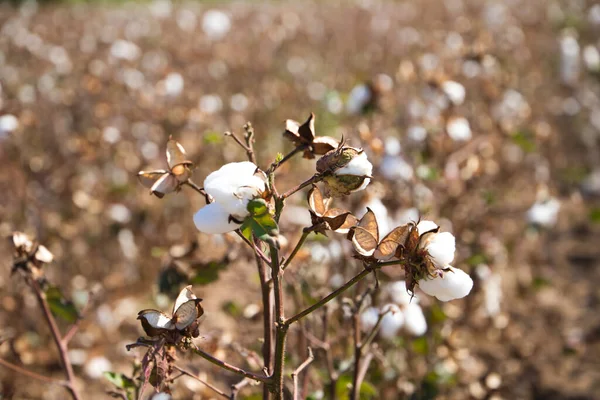 収穫機によって収穫される準備ができている工場の綿 人工的な治療法がないオーガニックコットンです — ストック写真