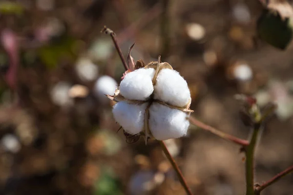 収穫機によって収穫される準備ができている工場の綿 人工的な治療法がないオーガニックコットンです — ストック写真