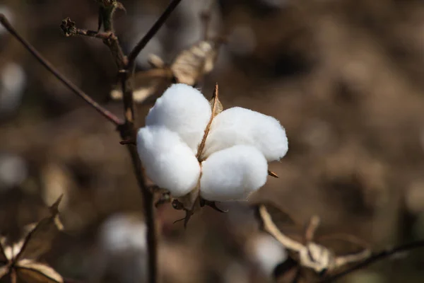 収穫機によって収穫される準備ができている工場の綿 人工的な治療法がないオーガニックコットンです ロイヤリティフリーのストック画像