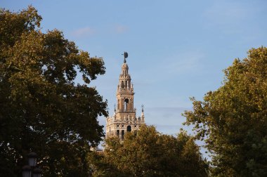 Seville Katedrali 'nin Giralda Kulesi ağaçların arasından mavi gökyüzü ve beyaz bulutların arasından görülüyor.