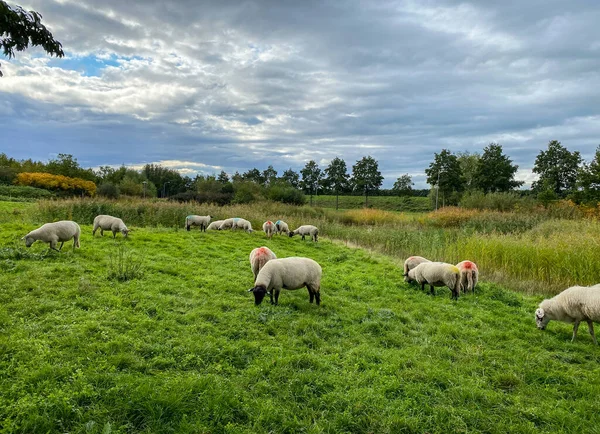 Sheep Graze Green Meadow Pond — Stock Photo, Image