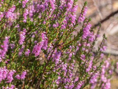 Honey bee collecting nectar from vibrant pink heather flowers on a sunny summer day.