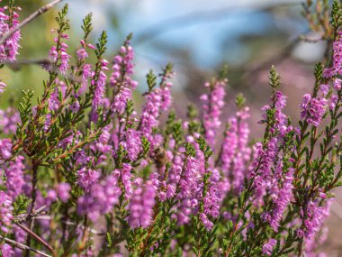Vibrant pink heather in full bloom under golden sunlight in a natural outdoor meadow.