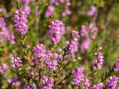 Macro shot of honey bee on vivid pink heather blooms during a sunny day in nature.