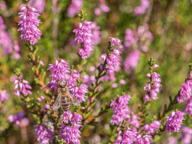 A honey bee gathers nectar from pink heather blossoms in full bloom under warm sunlight.