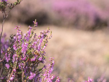 Close-up of a bee pollinating bright pink heather flowers in a sunny natural meadow.