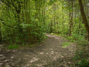 Gölgeli bir patika, güneş ışığının taze bahar yapraklarının arasından süzüldüğü parlak bir ormanlık alana götürür..