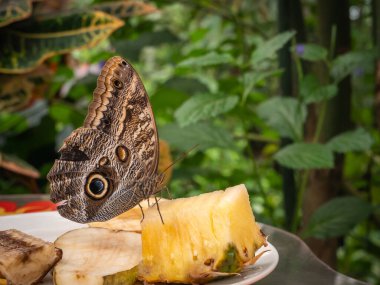 Bir Caligo memnon ya da Baykuş Kelebeği Parlak sarı bir ananas parçasıyla besleniyor.