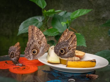 Tropikal bir ortamda meyve yiyen büyük kahverengi bir kelebeğin yakın çekimi..