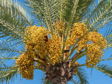 Meyveleri salkım salkım dizili, salkım salkım dizili hurma ağaçları,.