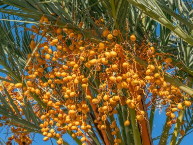 Birbirine girmiş kat kat tomurcukları olan parlak sarı hurma ağaçları yetiştirdik;.