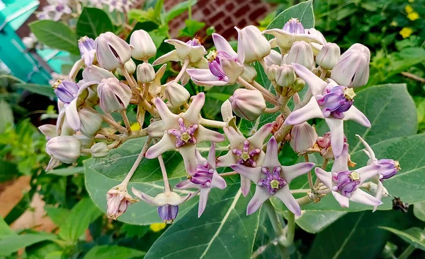 Güzel Hint kraliyet çiçekleri. Bu çiçekler Lord Siva & Tanrıça Kali Tapınağı 'nda kullanılır..