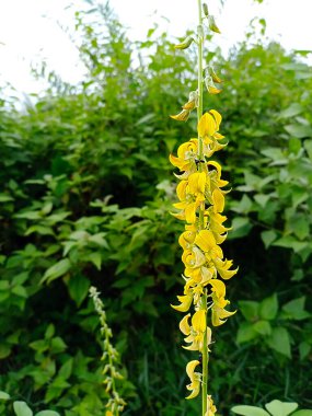 Çıngıraklı ot çiçeği. Bulanık arkaplan.