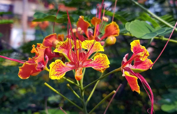 Királyi Poinciana Virág Közeledik Homályos Háttér — Stock Fotó