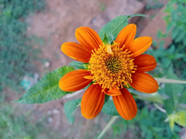 Mooie Rode Zonnebloem Van Dichtbij Groene Achtergrond Vervagen Achtergrond — Stockfoto