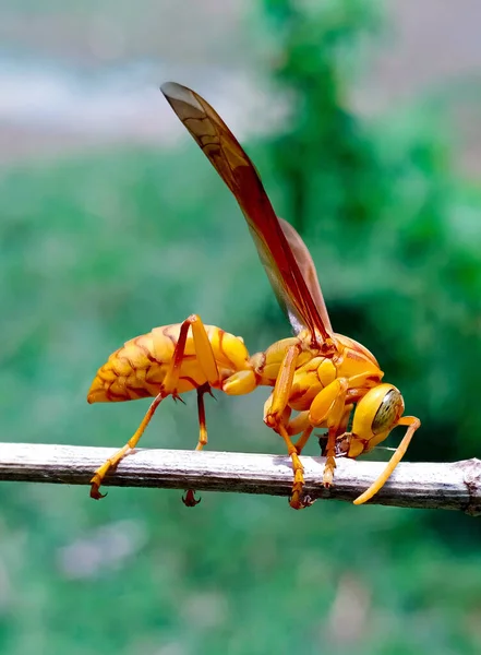 Asian Hornet Blur Ιστορικο — Φωτογραφία Αρχείου