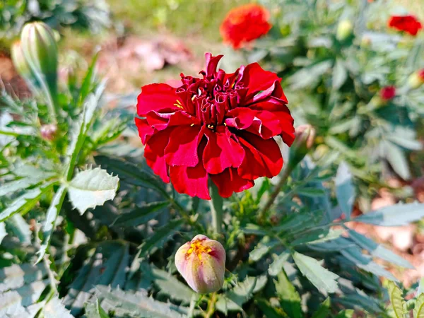 Calendula Messicana Calendula Africana Colore Rosso Sfocatura Sfondo — Foto Stock