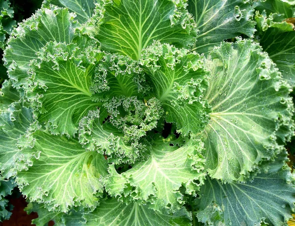 Flowering cabbages. Top view. Close up. Selective focus.